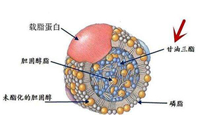 甘油三酯高是怎么回事