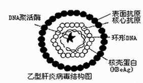 乙肝病毒基因组嵌入人类基因与癌变相关